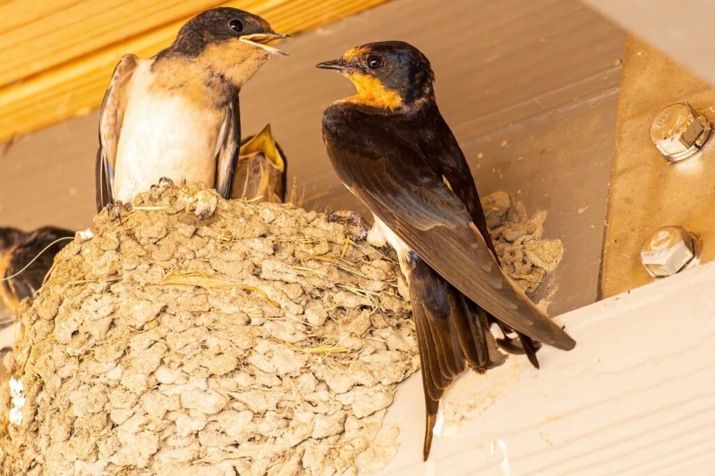 Cara Bisnis Sarang Burung Walet Untuk Pemula Dari A-Z By Tipsnesia